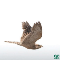  گونه شبگرد مصری (Egyptian Nightjar)